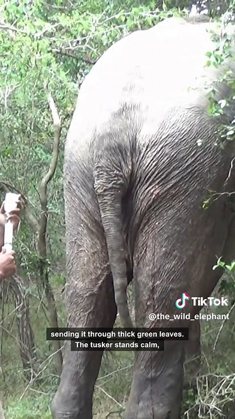 Witness the tense moment a dart strike sparks a dramatic elephant rescue! Wildlife heroes battle to treat an infected wound. WATCH MORE: https://bit.ly/41WjGv8 #ElephantHeroes #WildlifeRescue #ShockingMoments
