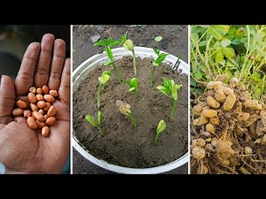 Peanut Plant Growing at Home From Seeds | Peanut Planting and Harvesting | Virginia Peanut Plant