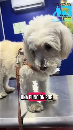 Mastocitoma cutáneo canino #drnoelmartinez #perros #veterinaria #mascotas #oncologiaveterinaria