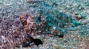 Scientists Develop Squid And Octopus-Inspired Cloaking Device