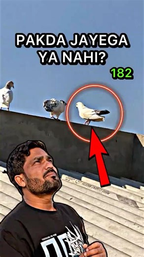 Mini Vlog 182 | Sabse Chalak Bahar Ka Kabutar Loft Par Baith Gaya! 😱