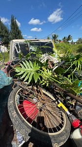 Belize Kolcha | Chef Sean Kuylen