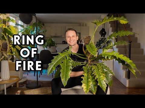 RING OF FIRE 🔥 - Plant Spotlight & Moss Pole Upgrade