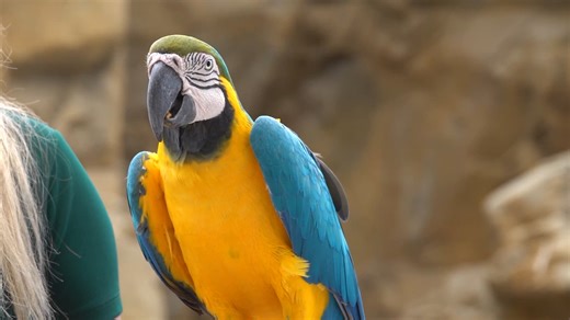 Happy #WorldParrotDay! Did you know there are over 415 different types of parrots in the world? Parrots live on every continent except Antarctica. Unfortunately, 45% of parrot species are listed as Near Threatened or higher on the IUCN Red List. Threats include habitat loss and poaching for their colorful feathers or for the pet trade. You can take action to combat habitat loss by only buying products made with sustainable palm oil. Learn more: https://www.napleszoo.org/palmoil And if you're wan