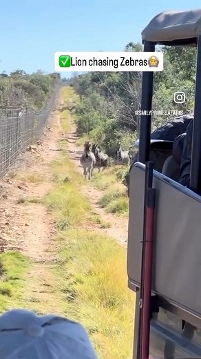 Lion chasing Zebras during a safari | Smily Prime Safaris