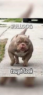 Top 10 Dogs - What dog is the best?