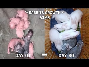 Baby Rabbit Growth Journey from Day 1 to Day 30 🐇 | Watch My Bunnies Grow Up Fast!