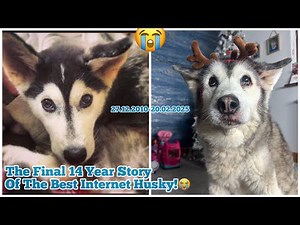 Final 14 Year Story Of Millie In The Husky From A Puppy To Becoming The Best Dog Mama In The World!💖
