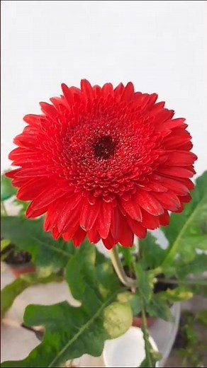 How to Divide & Propagate Gerbera Plants | Gerbera Daisy