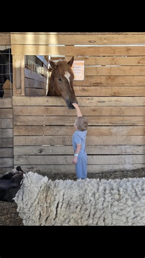 11 reactions | High on the Hog food truck, Kracklin Kettle Korn, the corn maze, barrel train, tractor hay rides, horse drawn wagon rides - spots still available, animal petting barn, Alien Milk, fresh pressed apple cider, and lots of family fall fun! | Whoa Nellie Dairy | Facebook