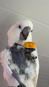 Warrior Queen Victoria Cockatoo starts the first day off of Fall, enjoying a tiny pumpkin top. She is so cute!!💚👑 #VCStrong #FlockPower #fallvibes #parrots #cuteanimals | Parrot Playhouse