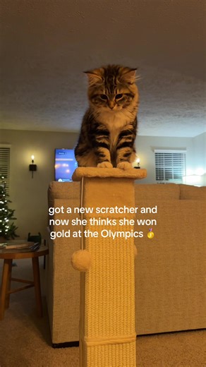 Siberian Cat Wins Gold Medal for Cutest Kitty