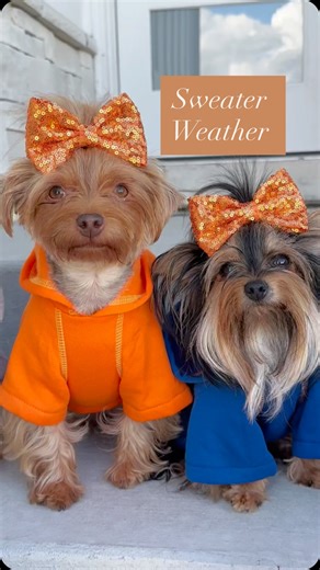 Step 1: Brushed. Step 2: Dressed. Step 3: Win your hearts over 🧡 | The Utah Yorkies