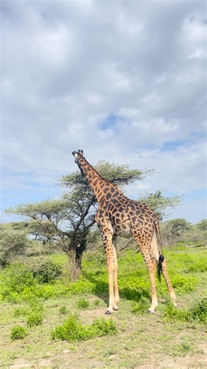 Did you know giraffes have the highest blood pressure of any animal on earth? 🦒 Their hearts are incredibly strong, pumping blood all the way up their long necks to reach the brain. To avoid fainting when they bend down to drink, special valves in their necks help control the flow of bloodan amazing built-in system that keeps them safe and steady. Seeing these gentle giants in the wild is an unforgettable experience. Join us on safari with Beyond the Wild Expeditions and witness the wonders of