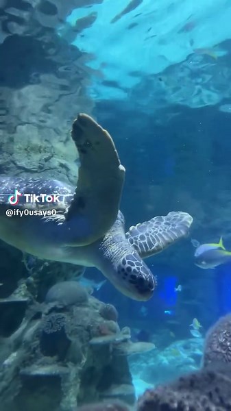 Exploring Green Sea Turtles in Aquatic Environments