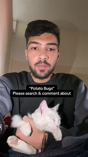 Understanding Potato Bugs: Insect Facts and Insights