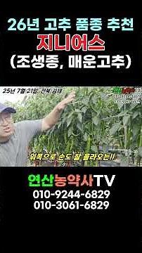 2026고추품종추천 조생종, 매운고추- 지니어스