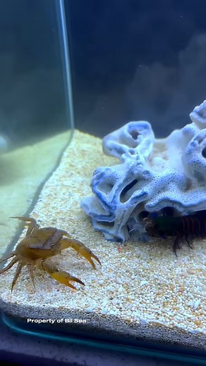Mantis Shrimp Fights Crab, Who Will Win？🔥 #mantisshrimp #udangmantis | Bryce Hall