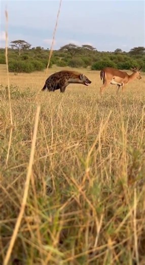 Watch How the Deer Terrifies Its Opponent with a Sneeze