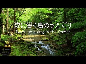 4K video + sounds of nature / ASMR / clear water / birds chirping in the forest