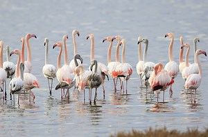 Flamingo Run: Ο μοναδικός αγώνας στην Ελλάδα με φόντο υπέροχα φλαμίνγκο