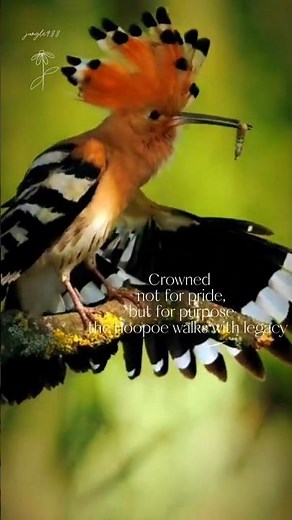 Bird Sounds - The Hoopoe Calling 'hoopoopoo - mama bird feeding their babies #birds