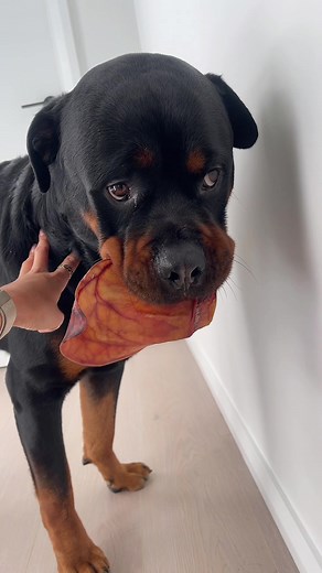 Train Your Large Breed Dog: Eliminate Food Aggression