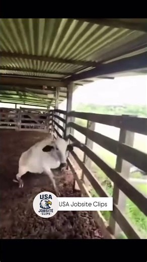 Working on the farm #FunnyVideo #FarmLife #FarmFails #BullAttack #AnimalFails