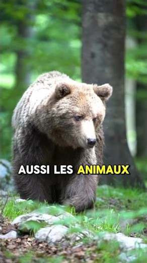 Quel est l’impact d’un feu en nature