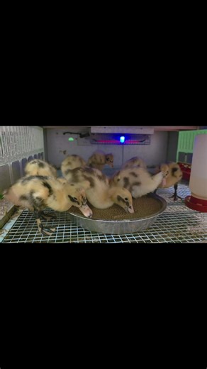 This post is brought to you by my first clutch of Ancona ducklings of 2026🦆❤️. I know this is LONG shot but I was blessed with my Bird Room girl, so I have hope. I am looking for another high school student, in the junior or senior year who loves animals, particularly chickens, to join our flock part time, 2-3 hours a day Monday through Friday during busy season from end of February through June, however this may be extended depending on some variables. Ag student would be a plus but not requir