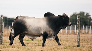 447K views · 36K reactions | M2 BRC Captain 518/1 - sire of the 2023 International Grand Champion Grey Brahman Female. BRC is changing the Brahman world. Join us! | BRC Ranch | Facebook
