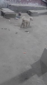 🚨Nos reportan a la pagina 🚨 ➡️➡️Hola buenos días, ese perrito lo tienen en el punto de rapiditos de la sandoval en mahecho sps. | Mascotas en Adopción Honduras