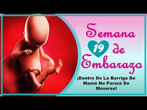 ❤️ SEMANA 19 DE EMBARAZO🤰 ❤️ ⏩ EMBARAZO SEMANA A SEMANA ⏩ Desarrollo y Evolución del Bebé 👶🏻