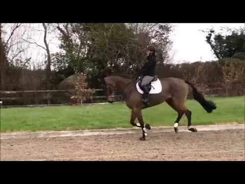 Introducing Royal Ardeo. Irish Sport Horse For Sale
