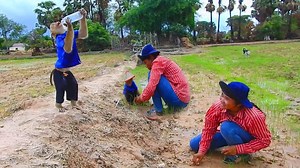 A Farmer Monkey Found Working Alone At Rice Field & Help Well | Amazing TV
