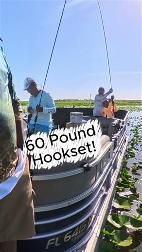 60 pound hookset! #shellcracker #bluegill #fishing #outdoors #freshwaterfishing #guide