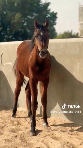 Exploring the Russian Horse Breeding Process