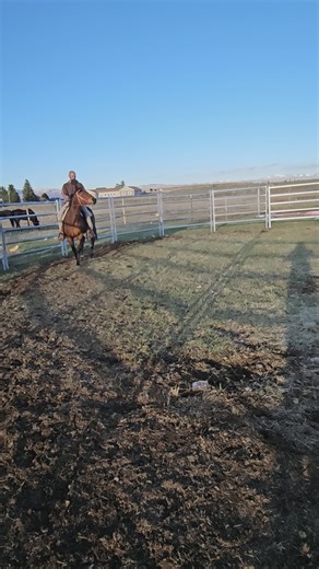 3 year old gelding | Horses | KSL Classifieds