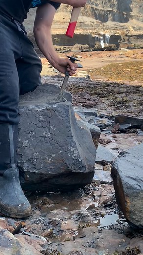 832K views · 27K reactions | *Use code FOSSIL20 for 20% off your...