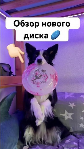 Unboxing and review of the cheapest disc 🥏 #dog #frisbee #okkie #bordercollie #review #unboxing