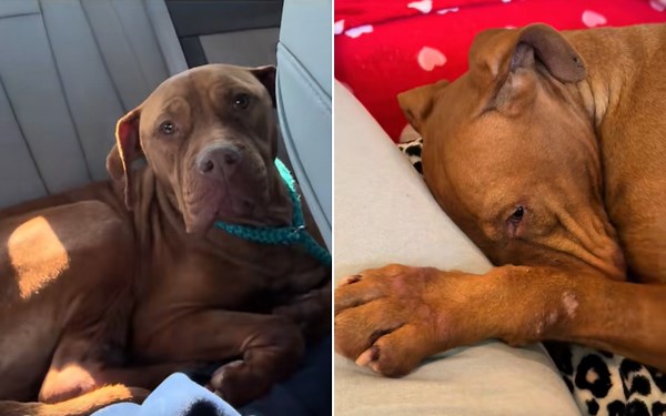 Dog Was Terrified of Shelter—Tears at Reaction When Woman Brought Her Home
