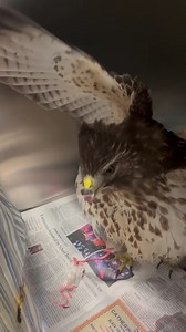 Chew your food before swallowing? Says who? This hawk was brought in to us after the finders spotted them in the middle of a roadway, assumedly after being struck by a car. This bird presented with signs of head trauma. They could not reliably stand on intake and they were not appropriately reactive to human presence. With anti-inflammatories and time, this hawk has brightened significantly, and, as you can tell from the video, is eating well on their own! Considering this bird's progress, we're