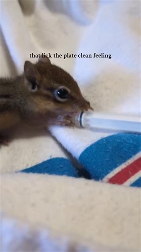 14 reactions | Did you know that chipmunks grow their distinctive stripes within their first two weeks of life? They typically aren’t weaned from their mom until about six weeks, when they emerge from their dens for the first time. | Wildlife Sanctuary of Northwest Florida | Facebook