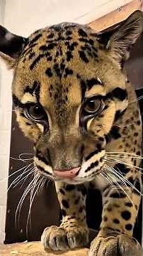 Clouded Leopard’s Adorable Playtime Moments #shorts #viralshorts