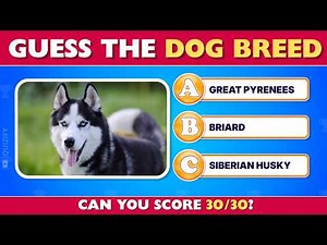 Guess The Dog Breed Quiz Challenge 🐕 | Can You Guess All 30? (Easy, Medium, Hard)