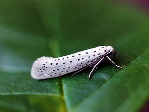 Bird cherry ermine - Alchetron, The Free Social Encyclopedia