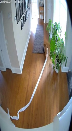 71K views · 100 reactions | When Roomba goes rogue and your cat can't handle it 臘‍♂️ | Mommy Needs Vodka | Facebook