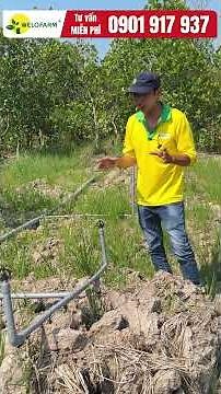 Guide to Preparing Durian Seedlings for Planting