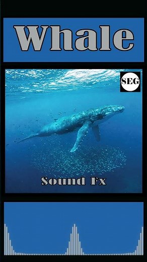Whale Sound Effects