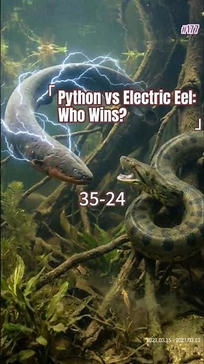 Python vs Electric Eel: Who Wins? 35-24 #AnimalBattle #Python #ElectricEel #Wildlife
